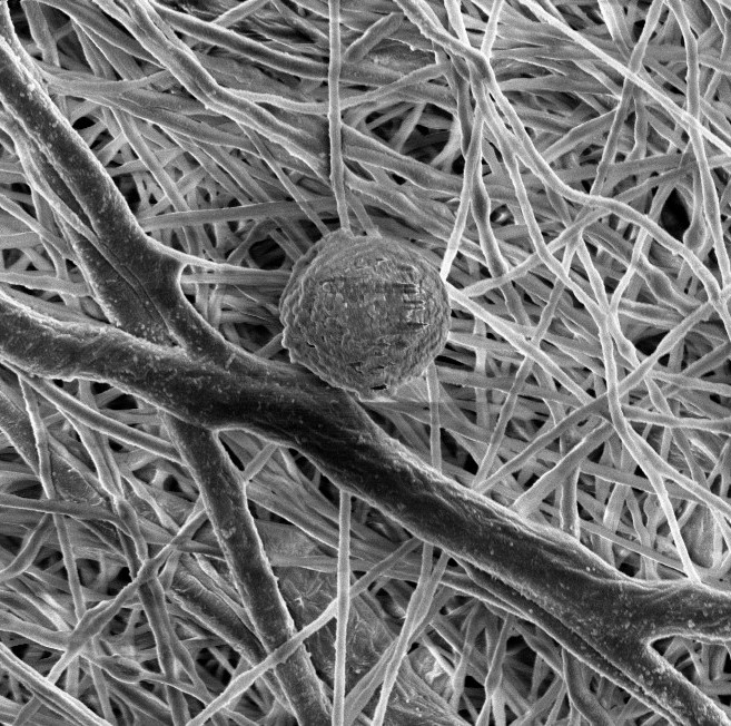 SEM image of a T cell seeded onto an electrospun mesh