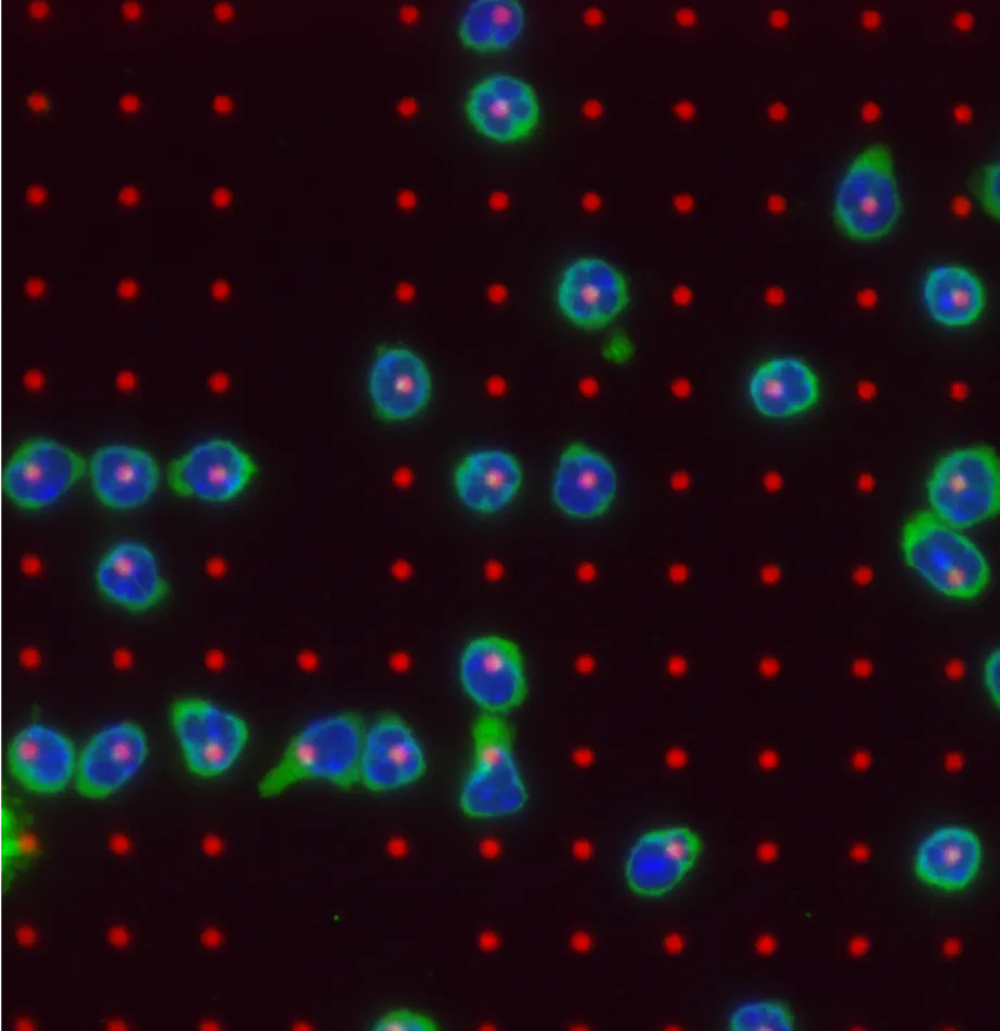 T cells seeded on microcontact printed CD3/CD28 patterns